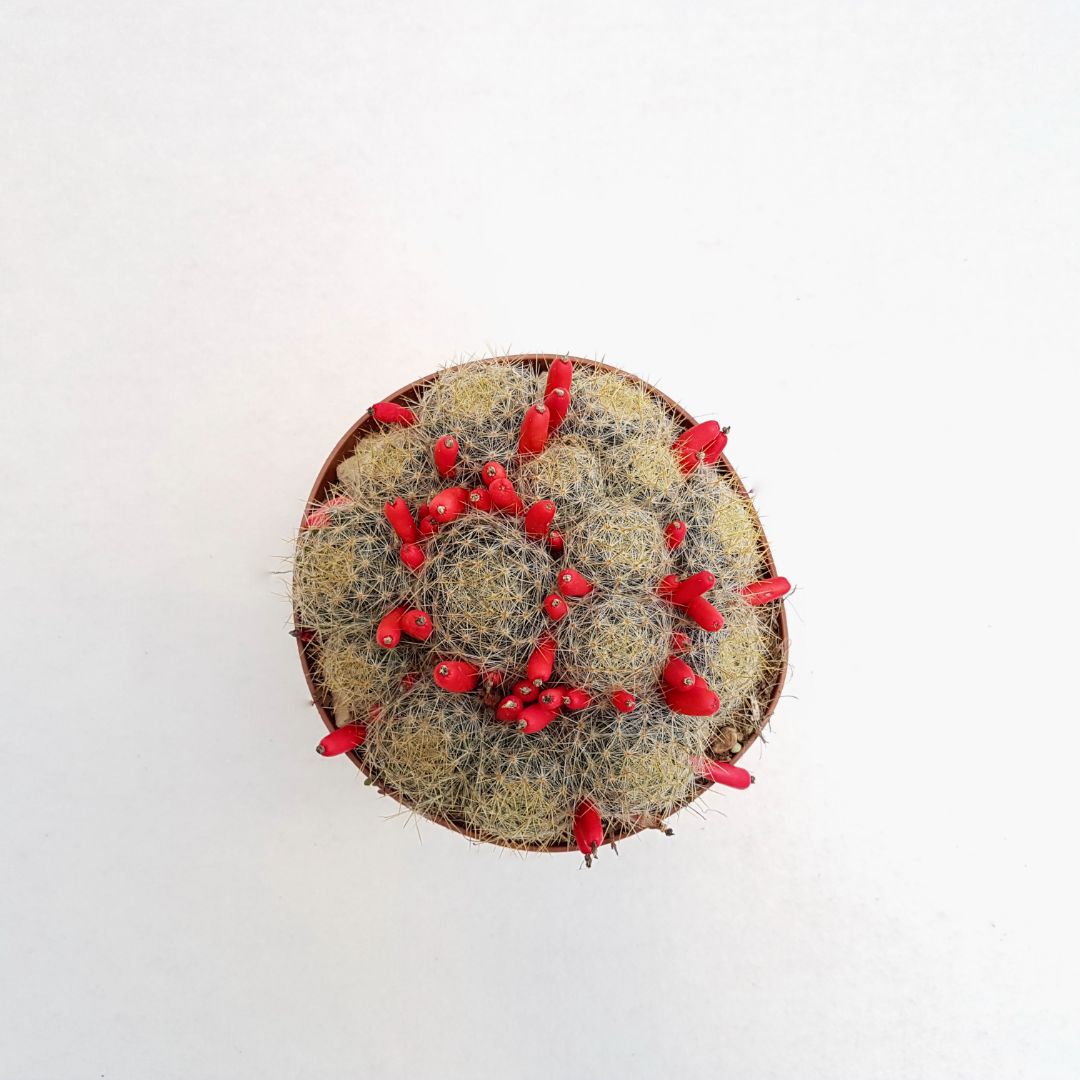 Mammillaria prolifera vaso 14