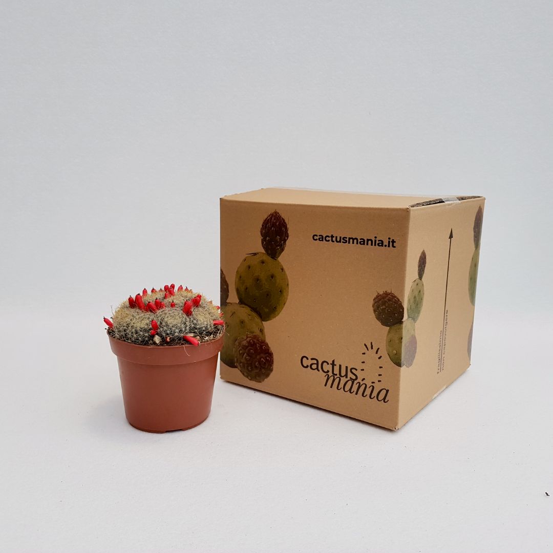 Mammillaria prolifera vaso 14
