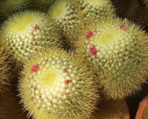 Mammillaria rhodantha