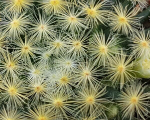 Mammillaria schiedeana