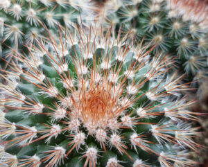 Mammillaria spinosissima