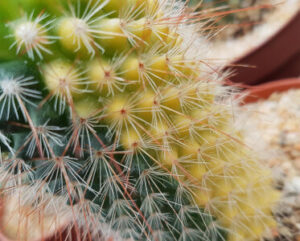 Mammillaria spinosissdima variegata