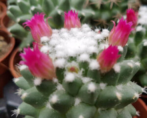Mammillaria vagaspina helen
