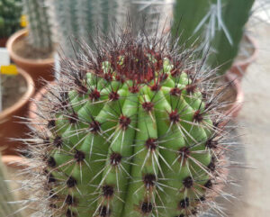 Marshallocereus thurberi
