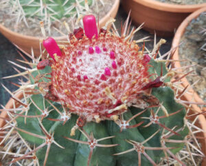 Melocactus bahiensis
