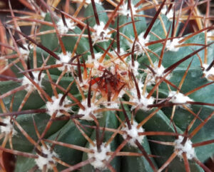Melocactus conoideus