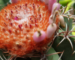 Melocactus matanzanus