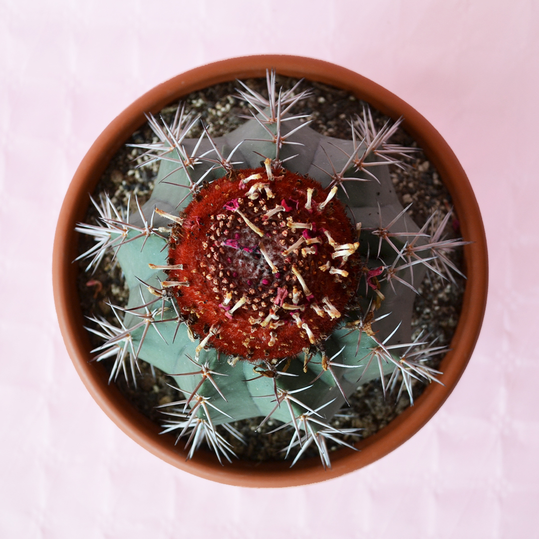 Melocactus matanzanus ciotola 25