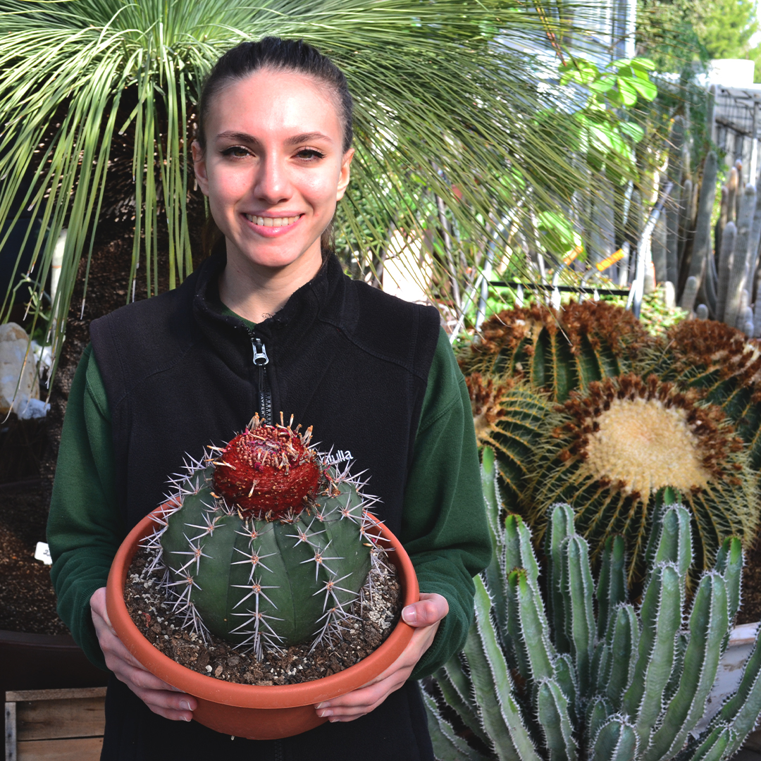 Melocactus matanzanus ciotola 25