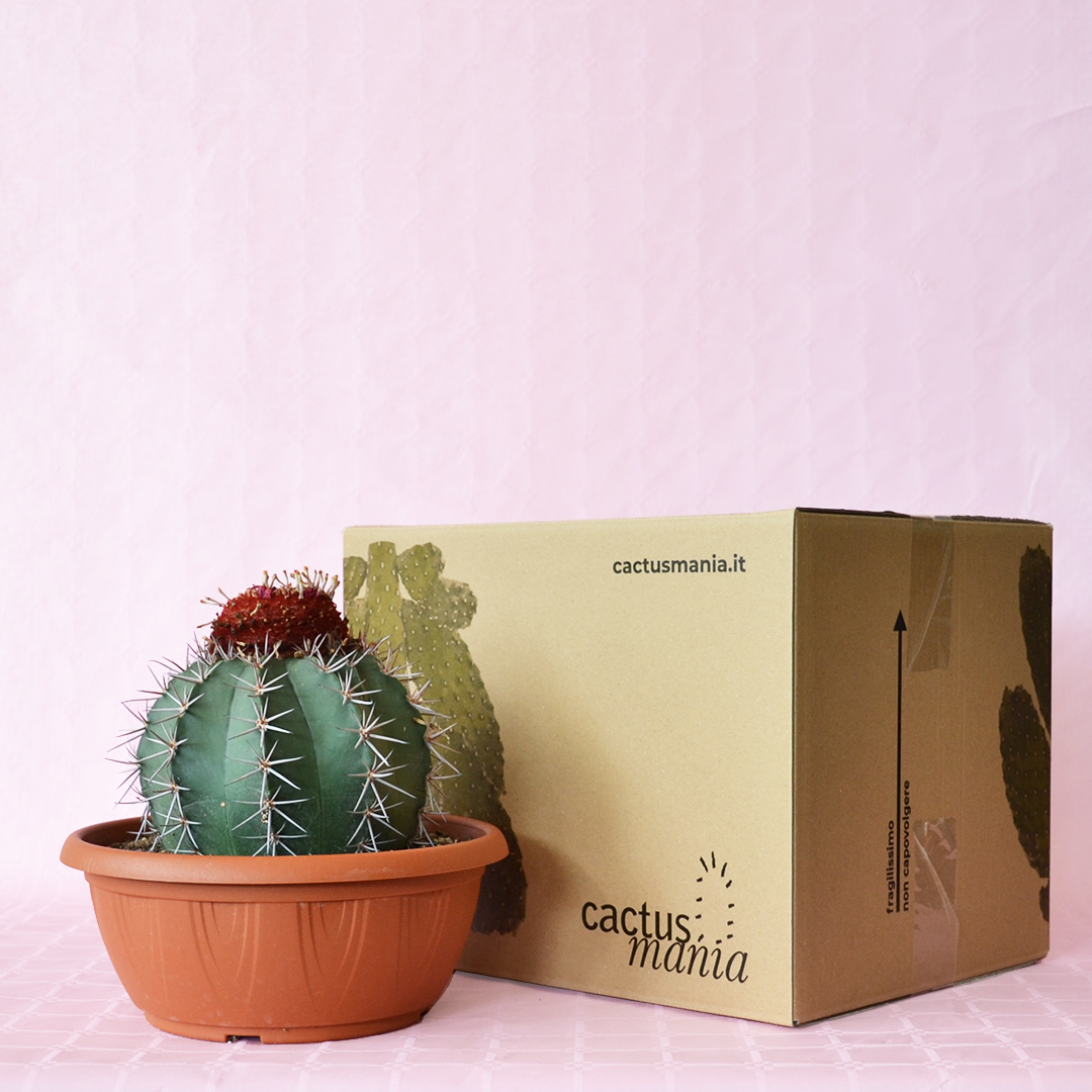Melocactus matanzanus ciotola 25