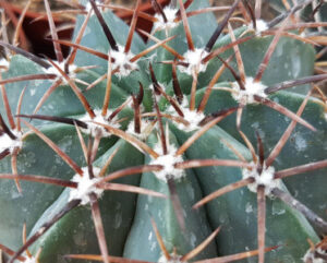 Melocactus maxonii