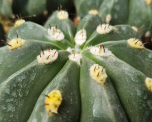 Melocactus maxonii inermis