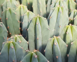 Myrtillocactus geometrizans
