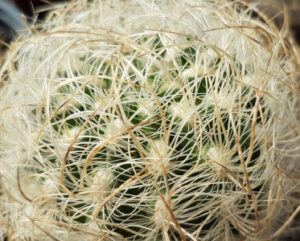 Neoporteria gerocephala