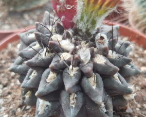 Neoporteria occulta