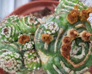 Notocactus scopa monstruoso
