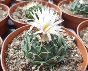 Obregonia denegrii