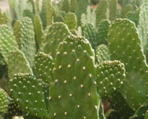 Opuntia consolea