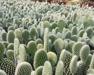 Opuntia mycrodasys