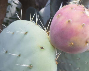Opuntia robusta