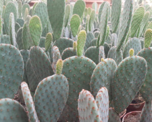 Opuntia rufida