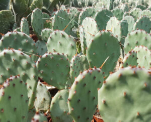 Opuntia Santa Rita