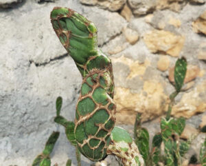 Opuntia zebrina reticulata
