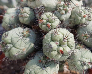 Ortegocactus macdougallii