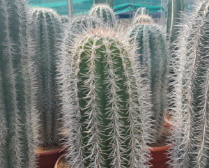 Pachycereus pringlei