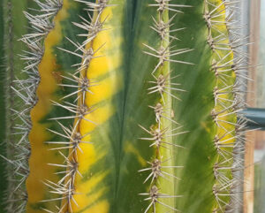 Pachycereus pringlei variegata