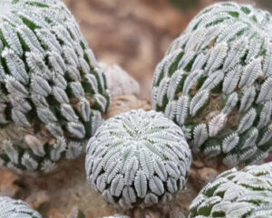 Pelecyphora aselliformis