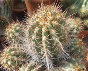 Pilocopiapoa solaris