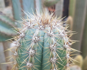 Pilosocereus azureus