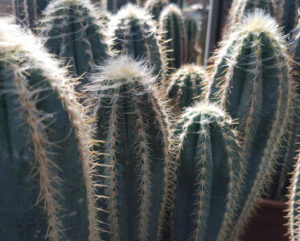Pilosocereus palmeri