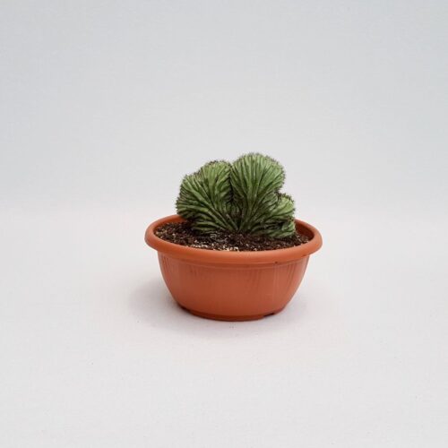 Polaskia chichipe crestata vaso Ø 20 cm