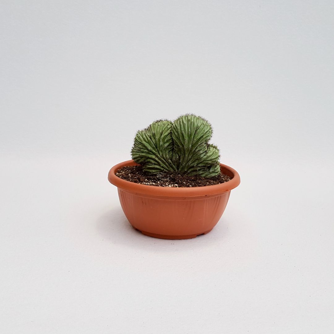 Polaskia chichipe crestata vaso Ø 20 cm