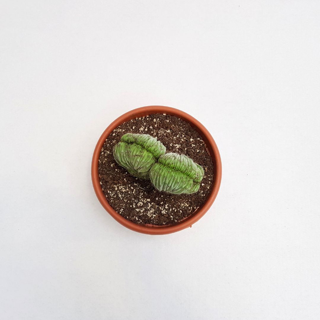 Polaskia chichipe crestata vaso Ø 20 cm