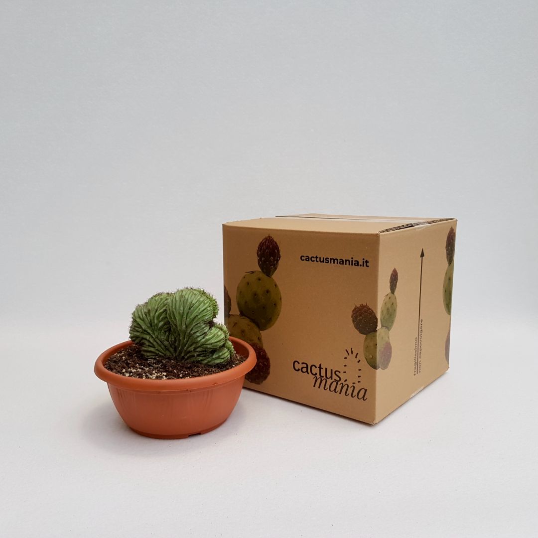 Polaskia chichipe crestata vaso Ø 20 cm