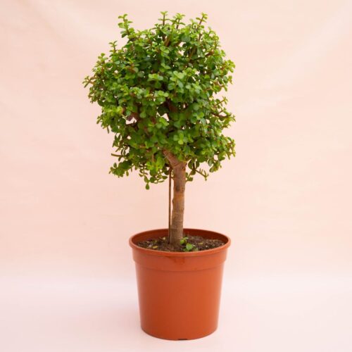Portulacaria afra lemon Ø 25 cm
