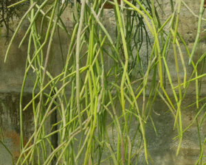 Rhipsalis baccifera