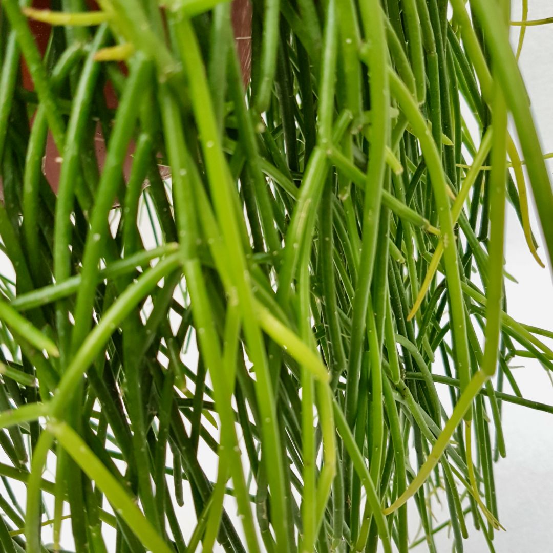 Rhipsalis baccifera shaferi vaso 20xl