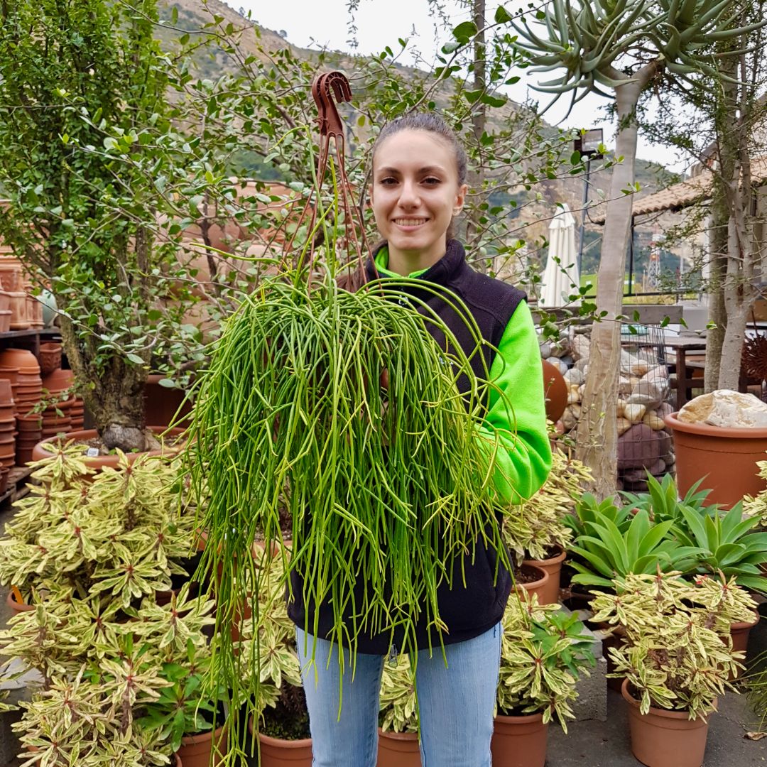 Rhipsalis baccifera shaferi vaso 20xl