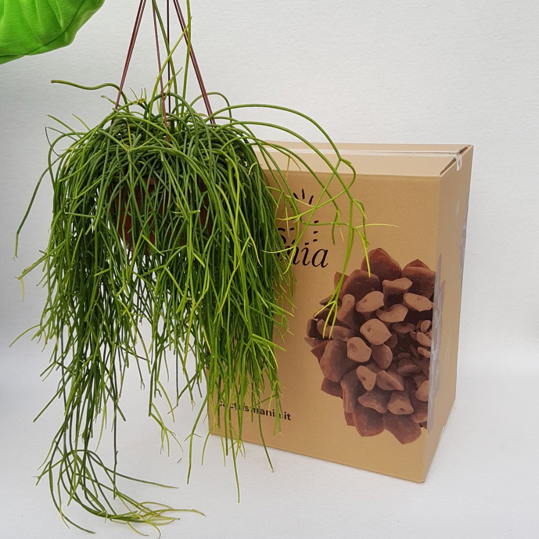 Rhipsalis baccifera shaferi vaso 20xl
