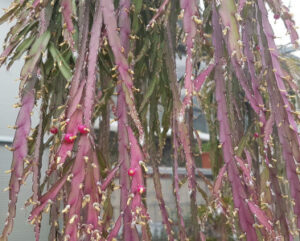 Rhipsalis cruciformis