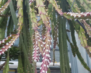 Rhipsalis cruciformis red