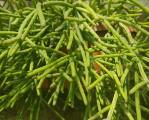 Rhipsalis grandiflora