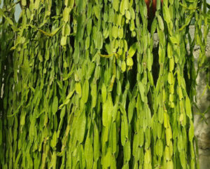 Rhipsalis paradoxa