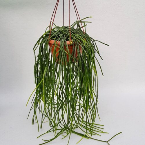 Rhipsalis pentaptera vaso 20 XL