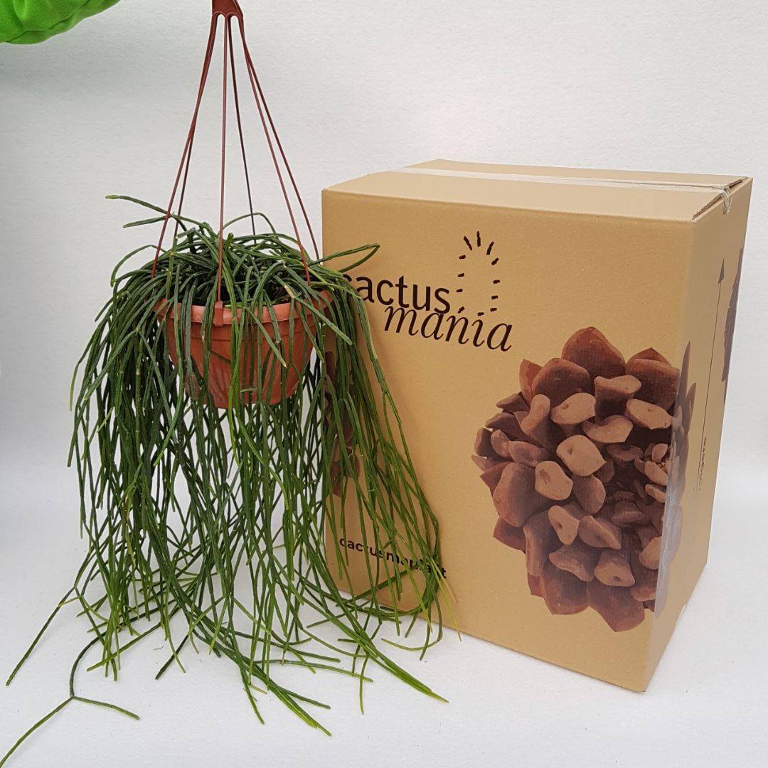 Rhipsalis pentaptera vaso 20 XL