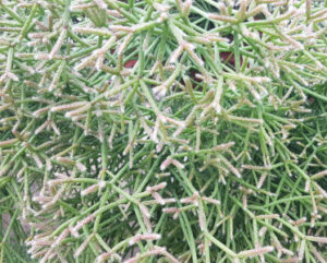 Rhipsalis pilocarpa